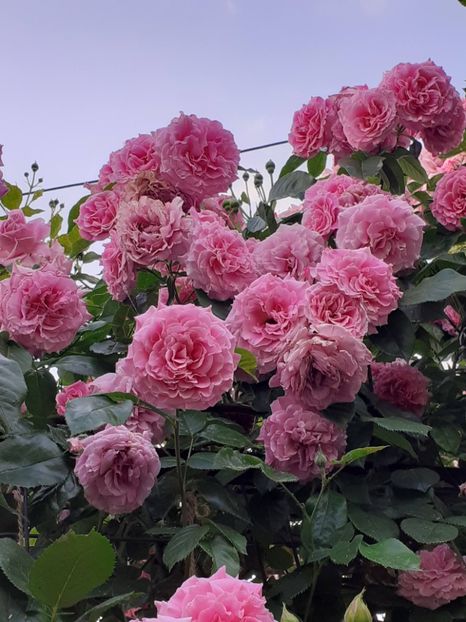  - 01 - TRANDAFIRI 2023