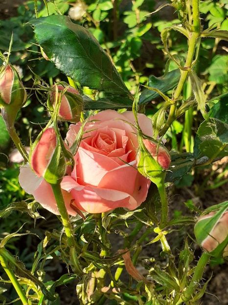  - 01 - TRANDAFIRI 2023