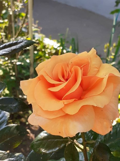  - 01 - TRANDAFIRI 2023