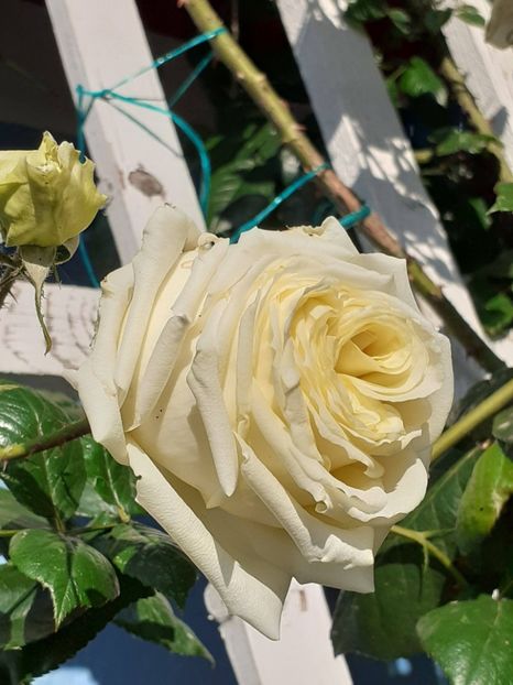  - 01 - TRANDAFIRI 2023