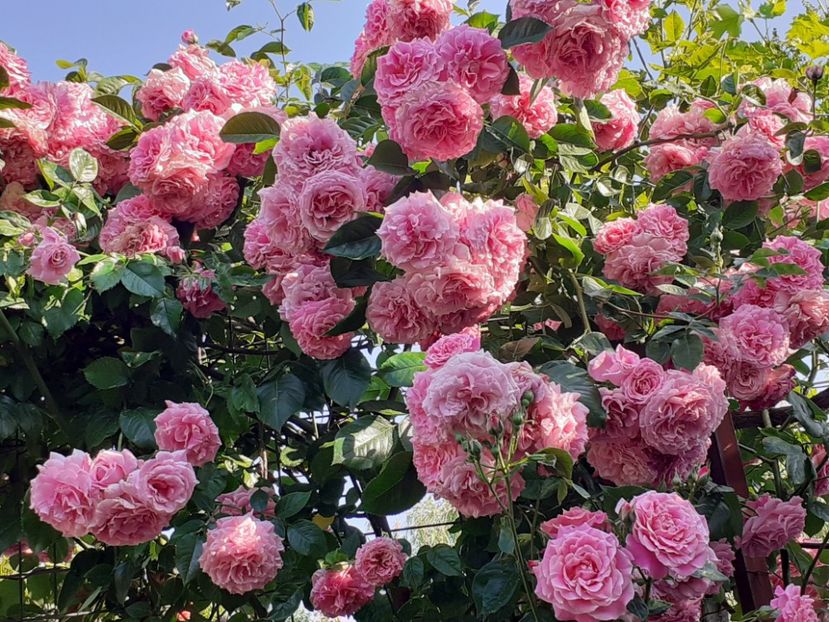  - 01 - TRANDAFIRI 2023