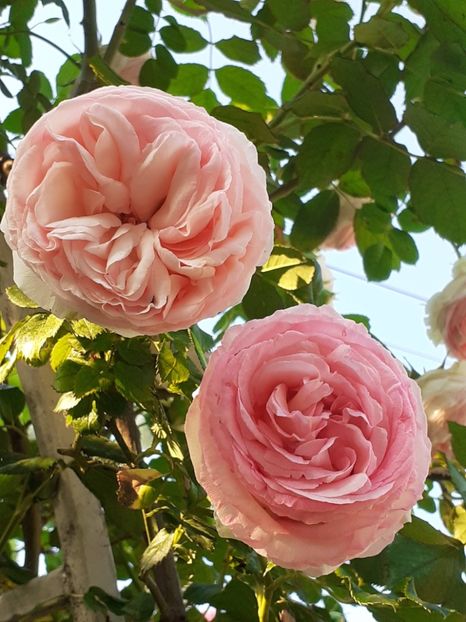  - 01 - TRANDAFIRI 2023