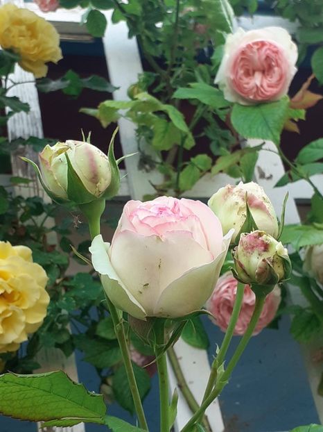  - 01 - TRANDAFIRI 2023