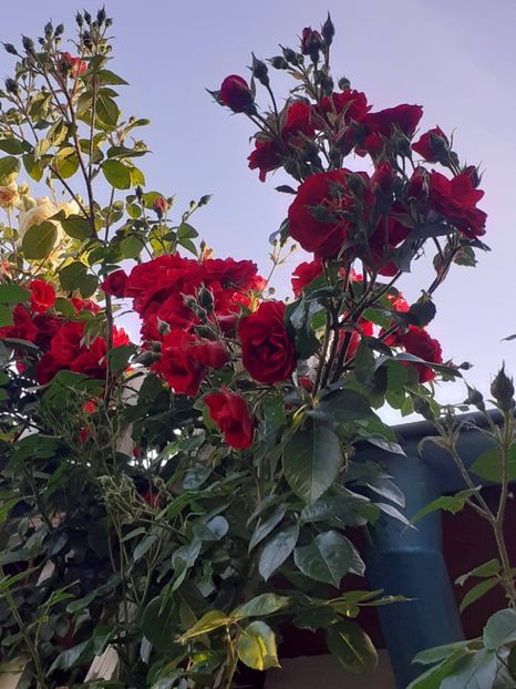  - 01 - TRANDAFIRI 2023