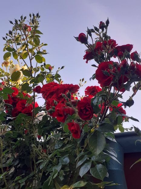  - 01 - TRANDAFIRI 2023