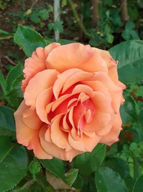  - 01 - TRANDAFIRI 2023