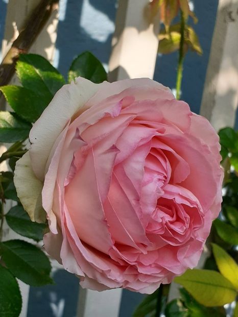  - 01 - TRANDAFIRI 2023