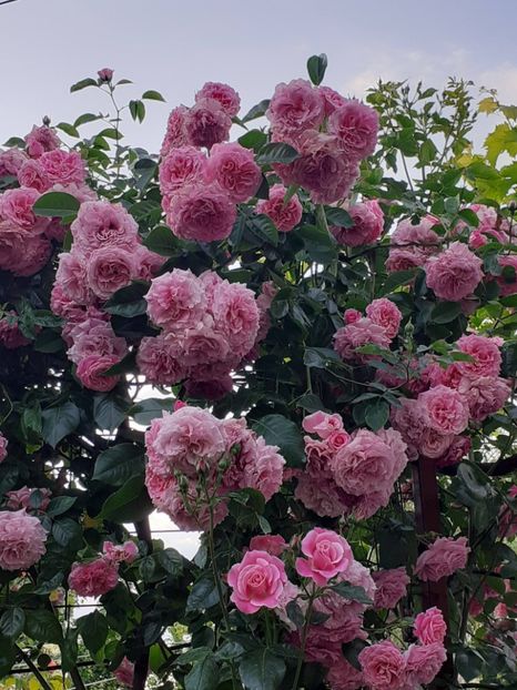  - 01 - TRANDAFIRI 2023