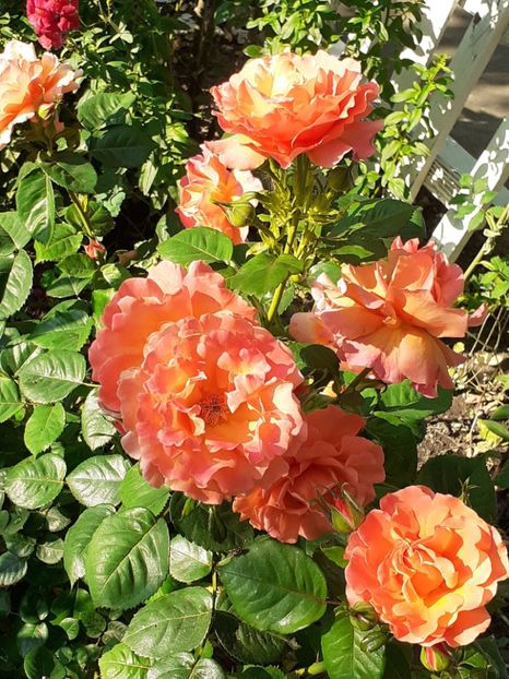  - 01 - TRANDAFIRI 2023