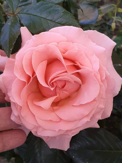  - 01 - TRANDAFIRI 2023