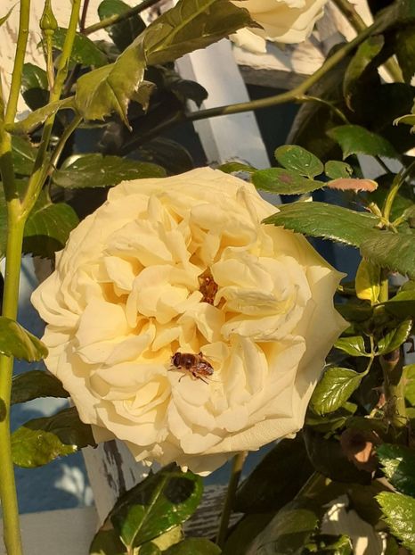  - 01 - TRANDAFIRI 2023