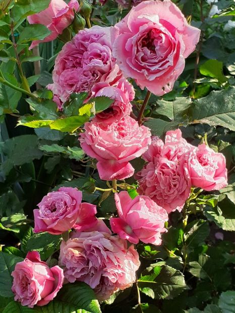  - 01 - TRANDAFIRI 2023