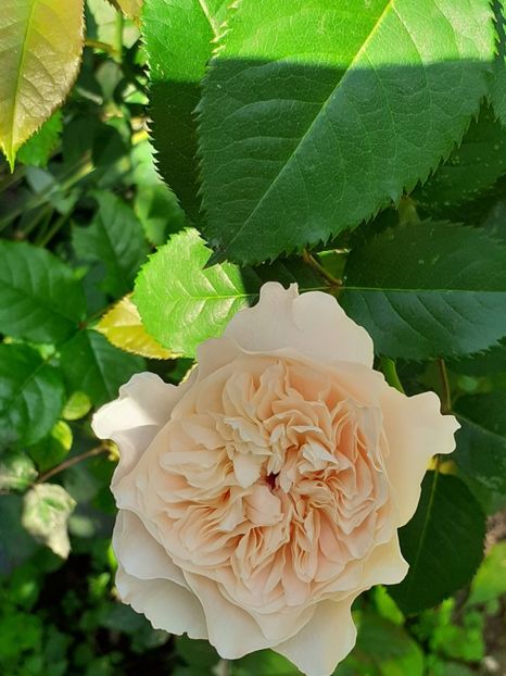  - 01 - TRANDAFIRI 2023