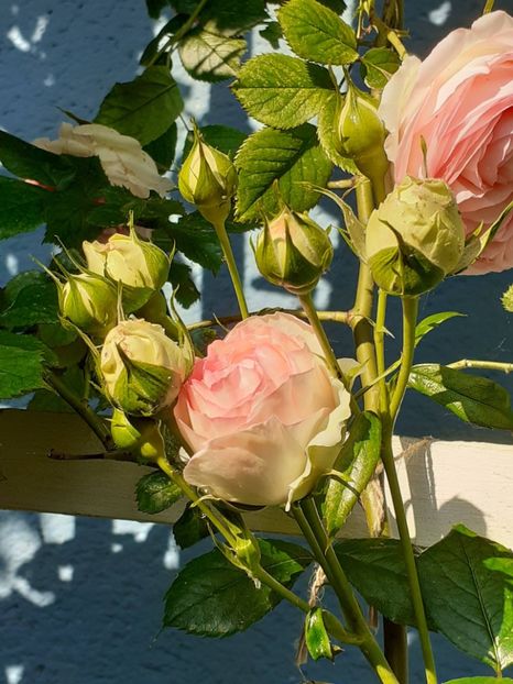  - 01 - TRANDAFIRI 2023