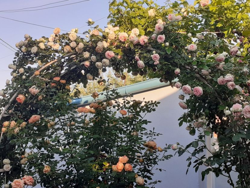  - 01 - TRANDAFIRI 2023