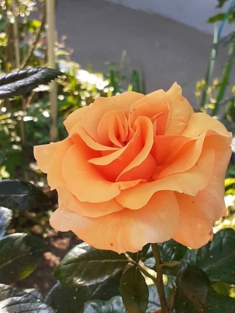  - 01 - TRANDAFIRI 2023