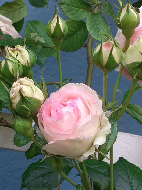  - 01 - TRANDAFIRI 2023