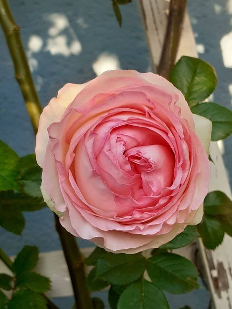  - 01 - TRANDAFIRI 2023