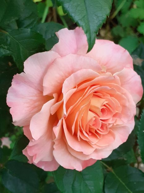  - 01 - TRANDAFIRI 2023