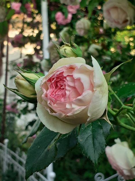  - 01 - TRANDAFIRI 2023