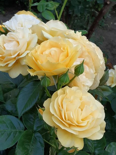  - 01 - TRANDAFIRI 2023