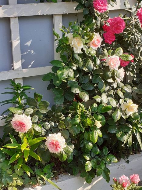  - 01 - TRANDAFIRI 2023