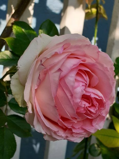  - 01 - TRANDAFIRI 2023