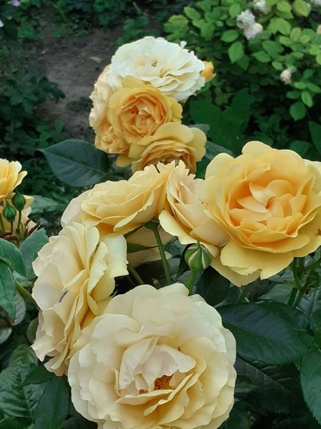  - 01 - TRANDAFIRI 2023