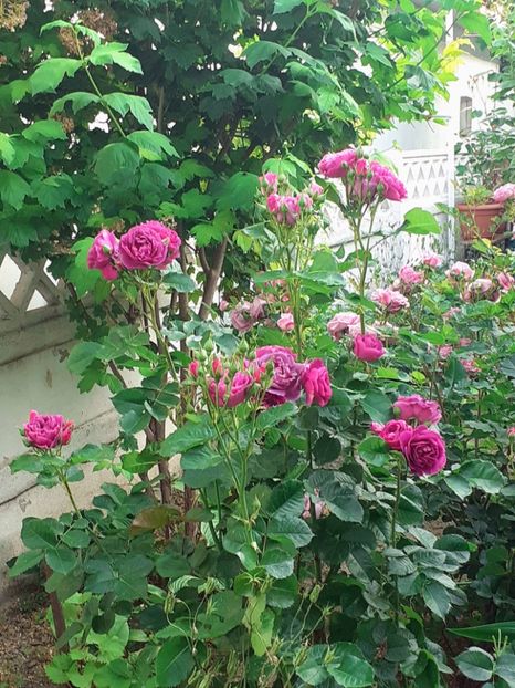  - 01 - TRANDAFIRI 2023