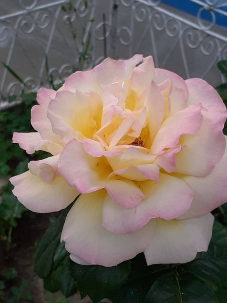  - 01 - TRANDAFIRI 2023