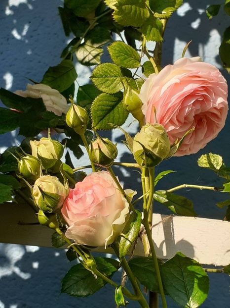  - 01 - TRANDAFIRI 2023