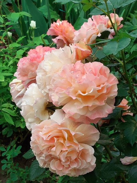  - 01 - TRANDAFIRI 2023