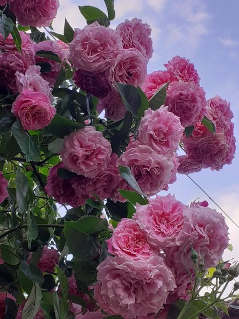  - 01 - TRANDAFIRI 2023