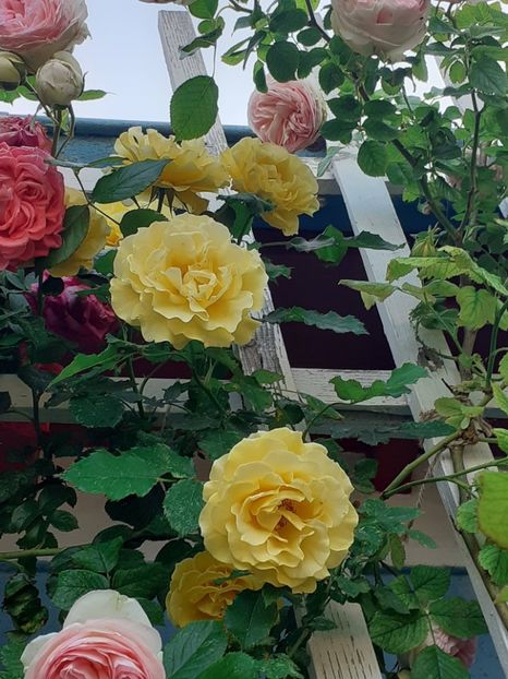  - 01 - TRANDAFIRI 2023