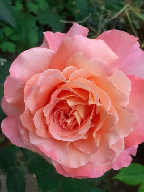  - 01 - TRANDAFIRI 2023