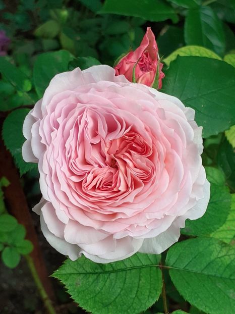  - 01 - TRANDAFIRI 2023