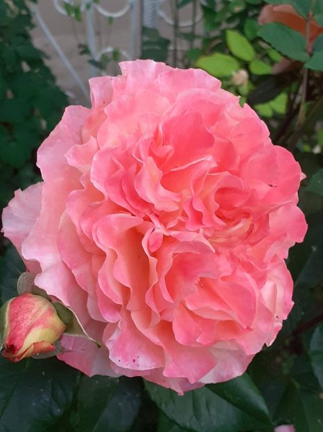  - 01 - TRANDAFIRI 2023