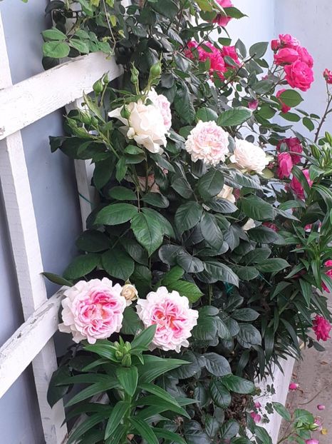  - 01 - TRANDAFIRI 2023