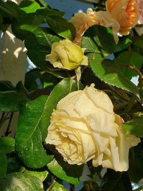  - 01 - TRANDAFIRI 2023