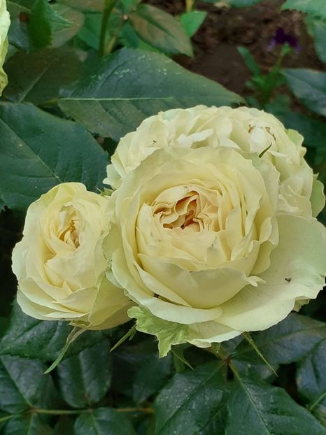  - 01 - TRANDAFIRI 2023