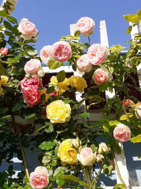  - 01 - TRANDAFIRI 2023