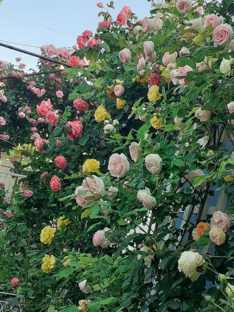  - 01 - TRANDAFIRI 2023