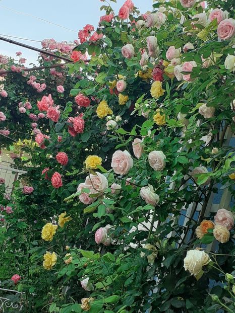  - 01 - TRANDAFIRI 2023