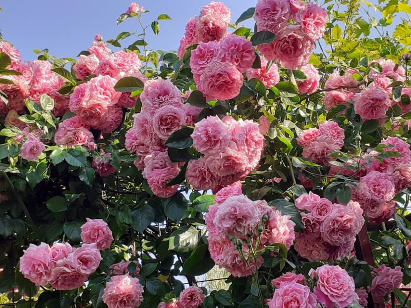  - 01 - TRANDAFIRI 2023