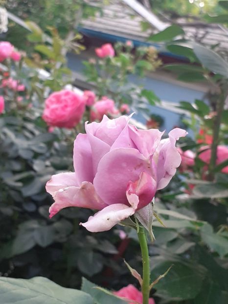  - 01 - TRANDAFIRI 2023