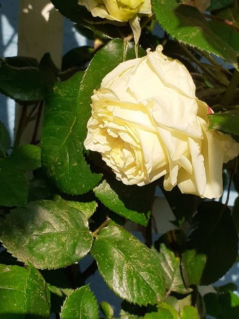  - 01 - TRANDAFIRI 2023