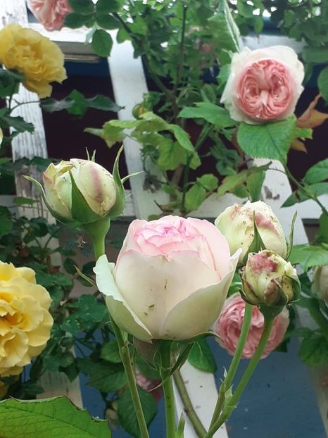  - 01 - TRANDAFIRI 2023