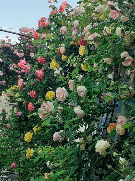  - 01 - TRANDAFIRI 2023