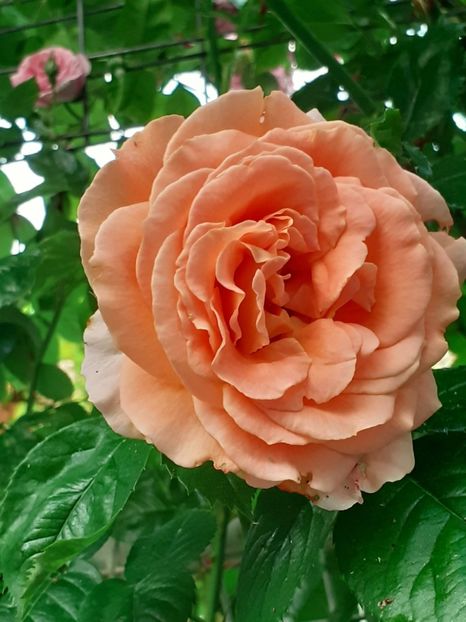  - 01 - TRANDAFIRI 2023