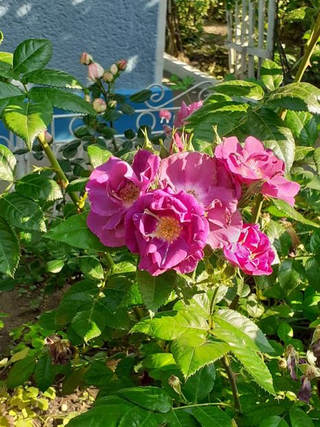  - 01 - TRANDAFIRI 2023